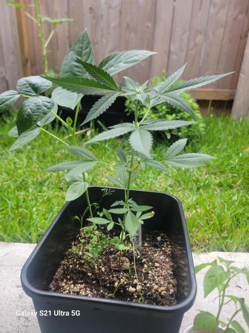 Pineapples quishee,quava runtz. Week 5