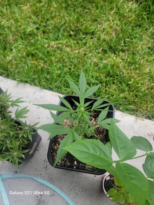 Pineapples quishee,quava runtz. Week 5