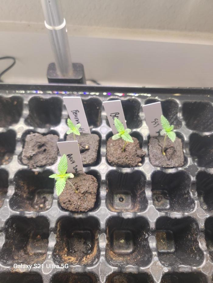 Auto run. Week 0