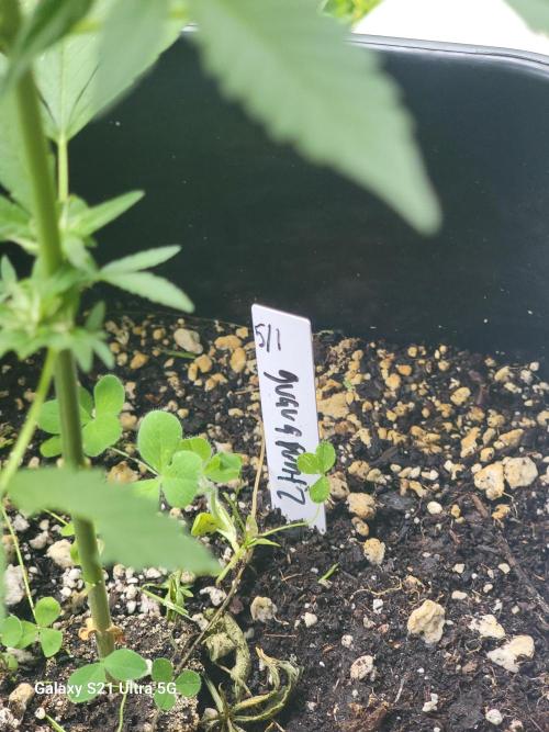 Pineapples quishee,quava runtz. Week 6