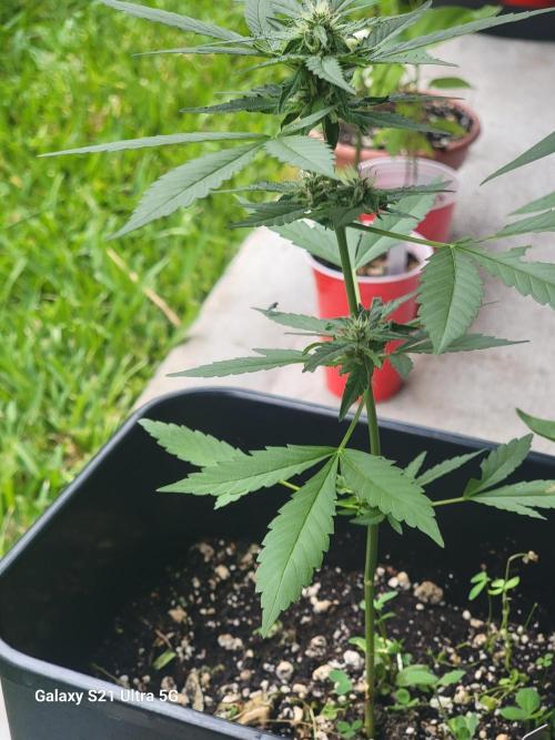 Pineapples quishee,quava runtz. Week 6