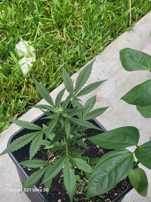 Pineapples quishee,quava runtz. Week 6