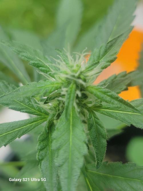 Pineapples quishee,quava runtz. Week 6