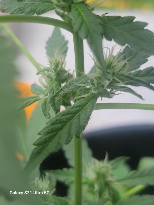 Pineapples quishee,quava runtz. Week 6