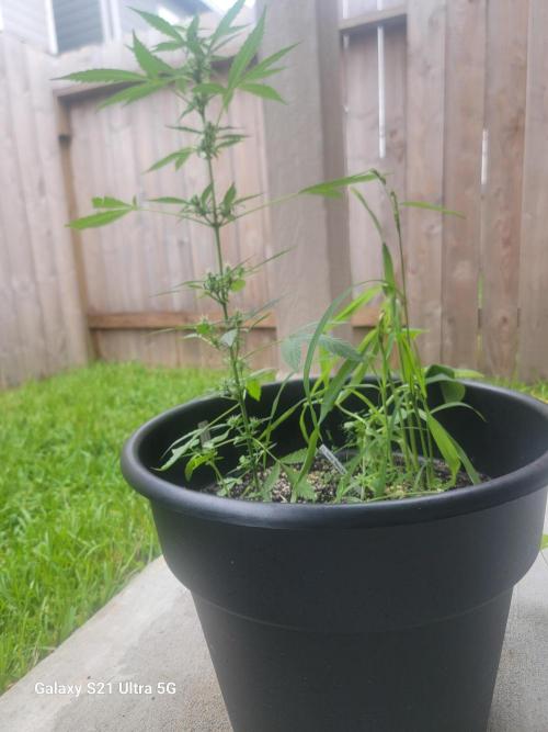 Pineapples quishee,quava runtz. Week 6