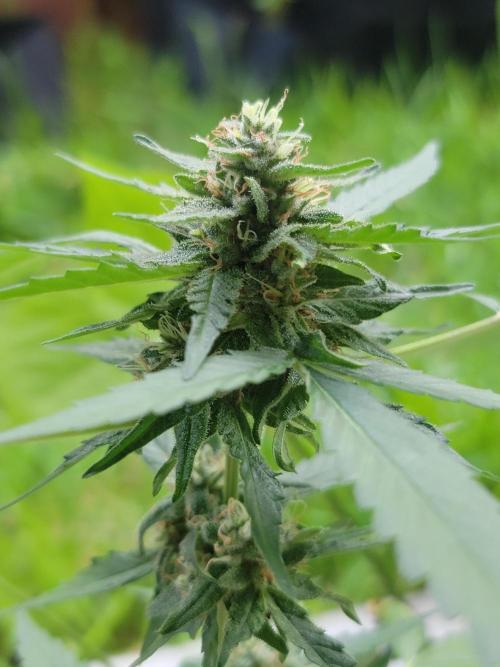 Pineapples quishee,quava runtz. Week 8