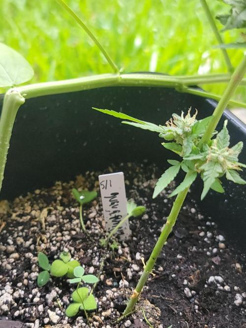 Pineapples quishee,quava runtz. Week 8