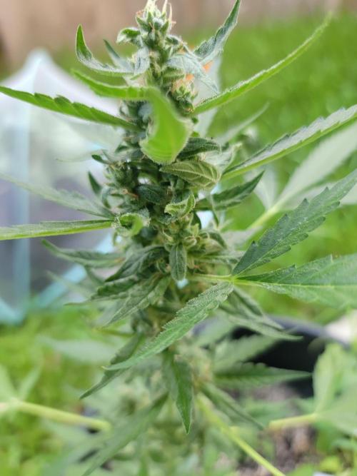 Pineapples quishee,quava runtz. Week 8