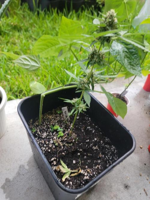 Pineapples quishee,quava runtz. Week 8