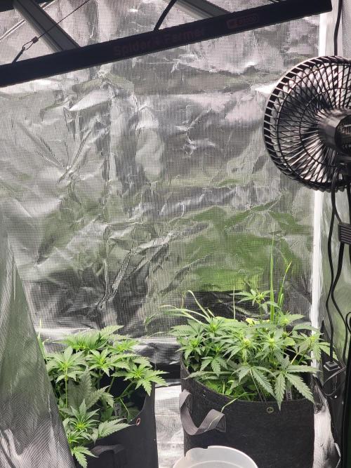 Auto run. Week 4
