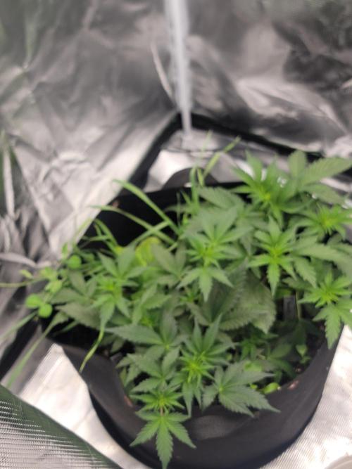 Auto run. Week 4