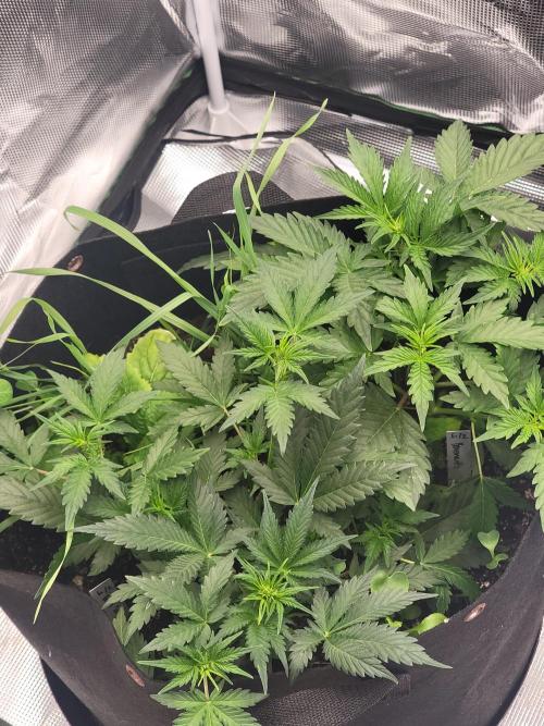 Auto run. Week 4