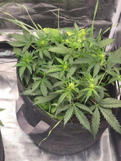 Auto run. Week 4