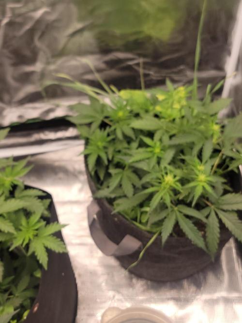 Auto run. Week 4