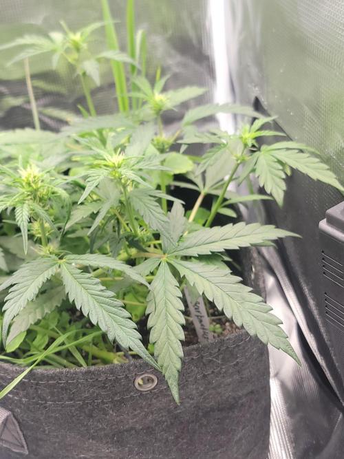 Auto run. Week 4