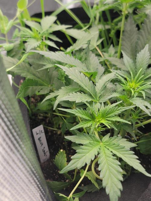 Auto run. Week 4