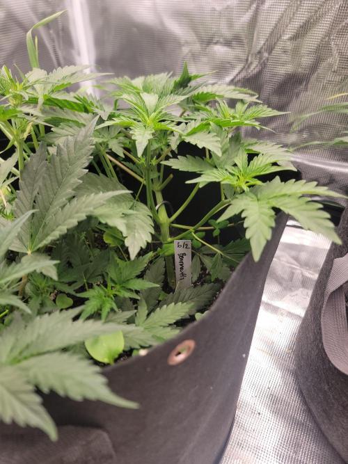 Auto run. Week 4
