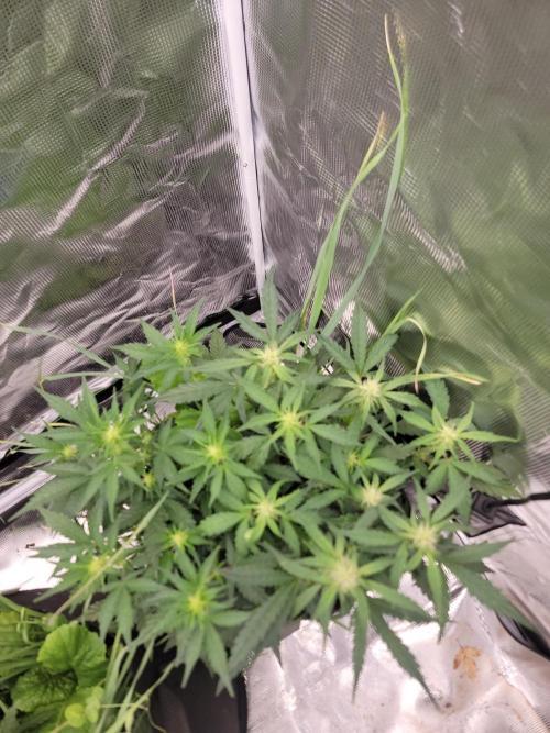 Auto run. Week 5