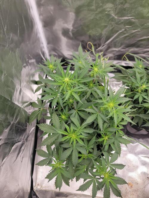 Auto run. Week 5