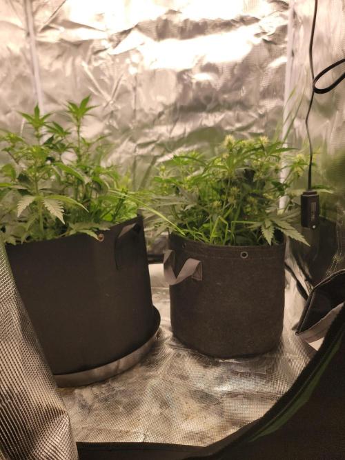 Auto run. Week 5