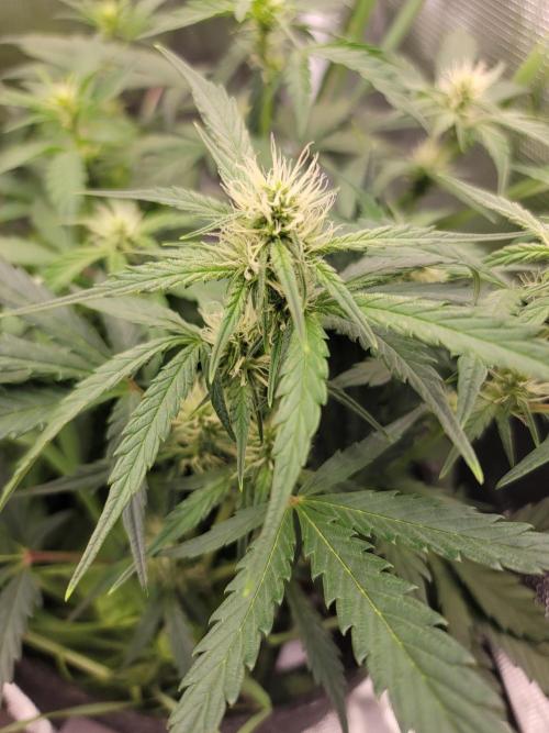 Auto run. Week 5