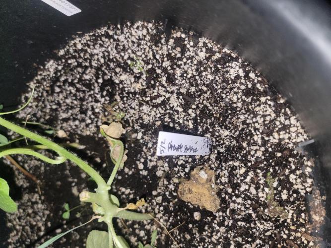 Pineapples quishee,quava runtz. Week 9