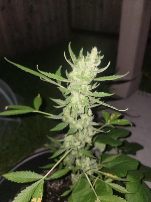 Pineapples quishee,quava runtz. Week 9
