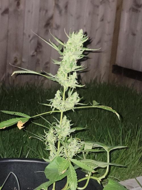 Pineapples quishee,quava runtz. Week 9