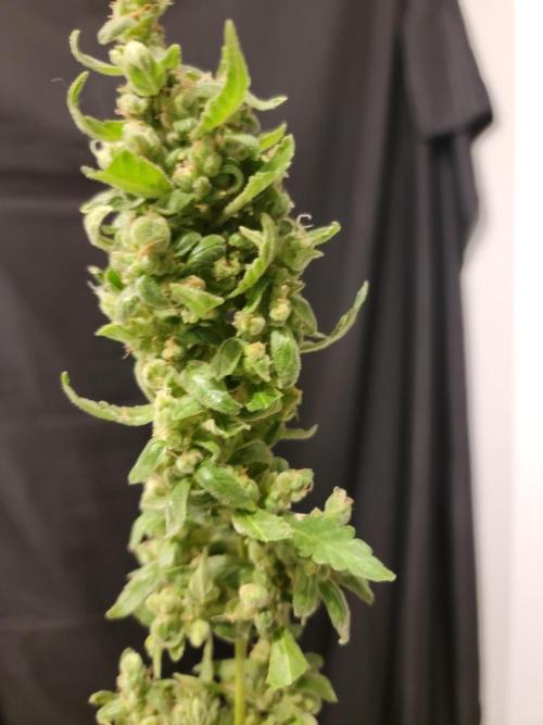 Pineapples quishee,quava runtz. Week 10