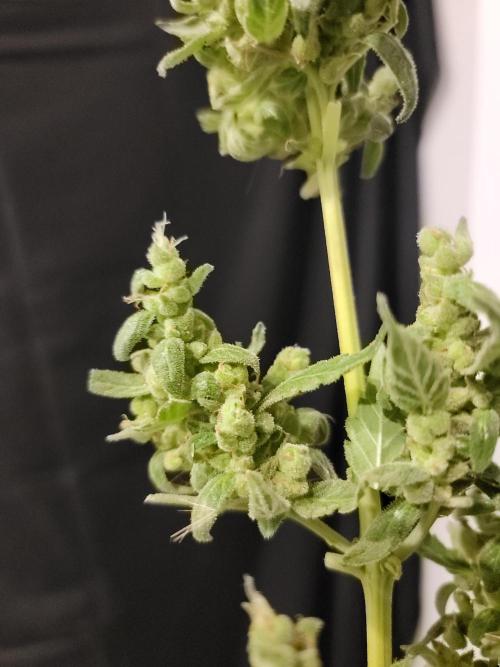Pineapples quishee,quava runtz. Week 10