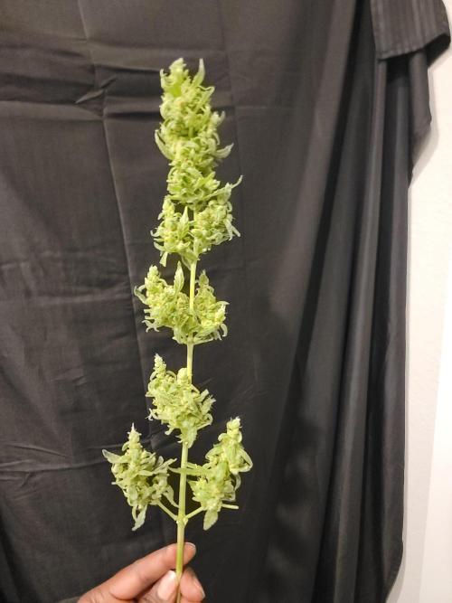 Pineapples quishee,quava runtz. Week 10