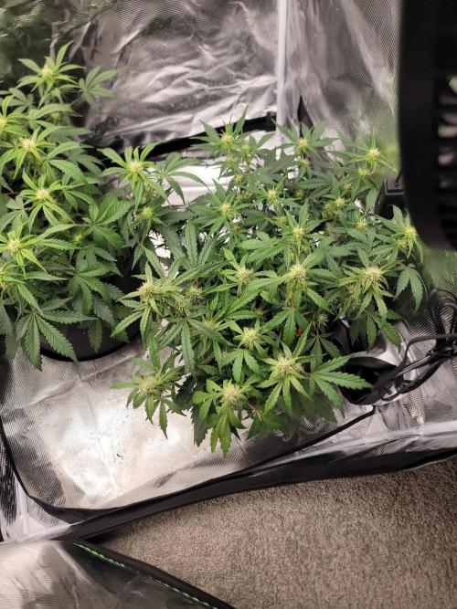 Auto run. Week 6