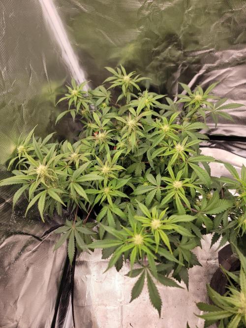 Auto run. Week 6