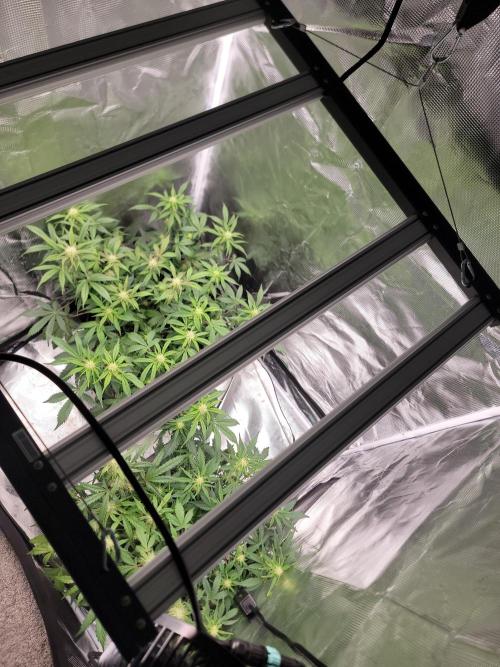 Auto run. Week 6