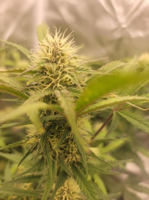 Auto run. Week 7