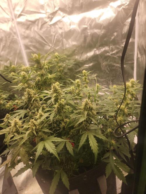 Auto run. Week 7
