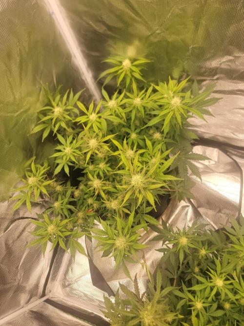 Auto run. Week 7