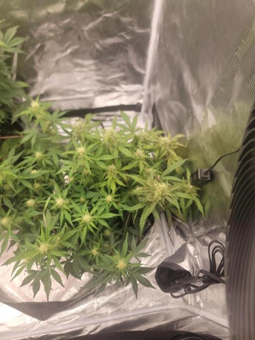 Auto run. Week 7