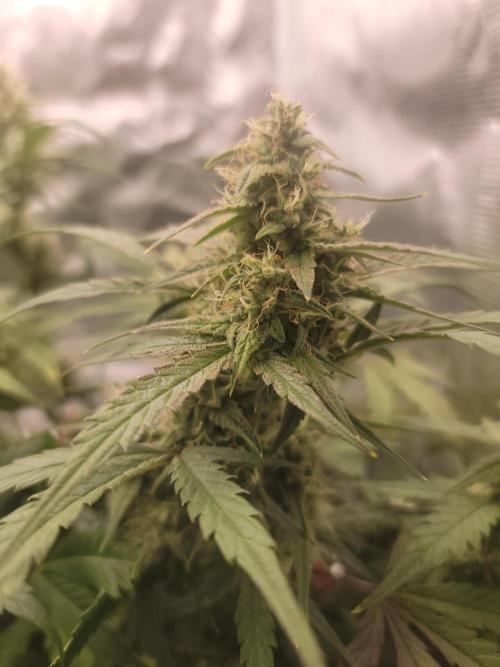 Auto run. Week 7
