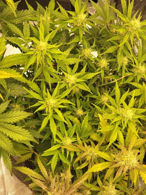 Auto run. Week 8