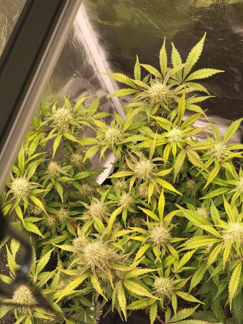 Auto run. Week 8