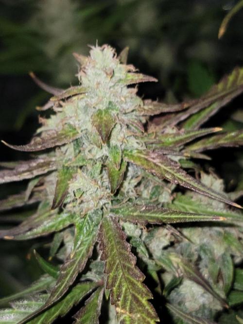 Auto run. Week 8