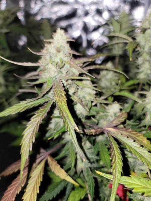 Auto run. Week 8