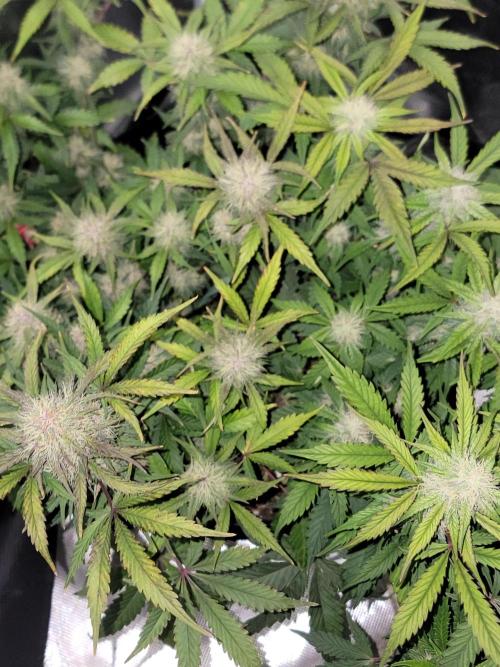 Auto run. Week 8