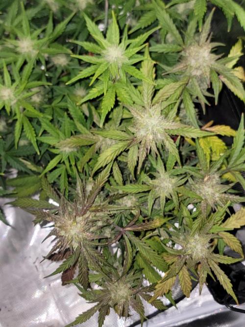 Auto run. Week 8