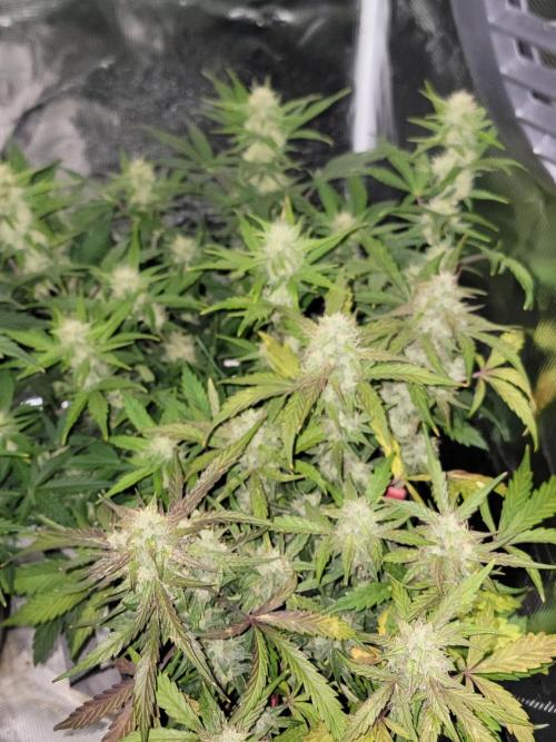 Auto run. Week 8