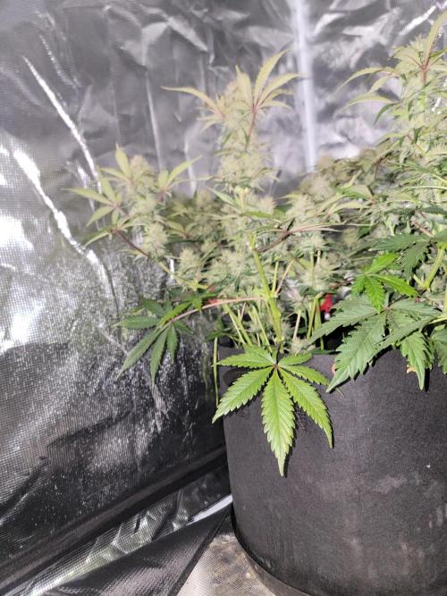 Auto run. Week 8