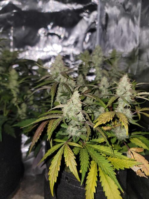 Auto run. Week 8