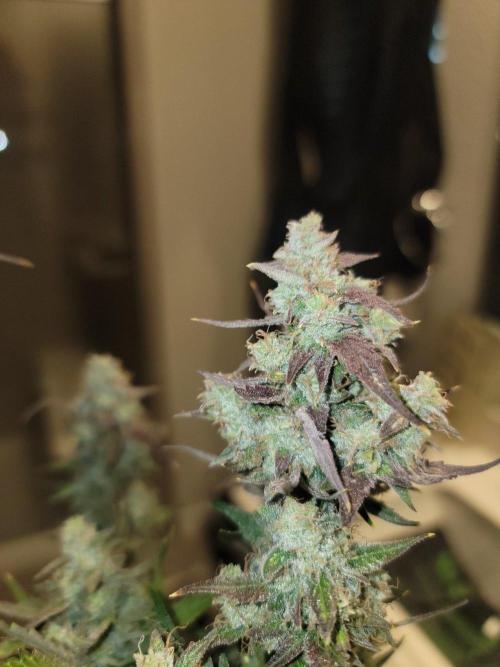 Auto run. Week 9