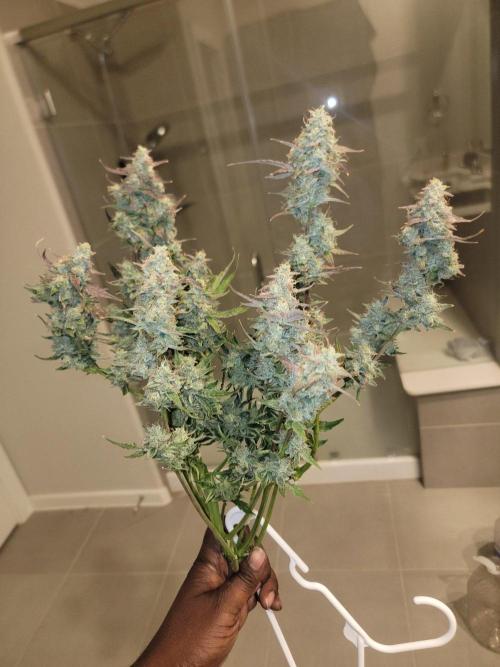 Auto run. Week 9
